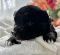 Zoey, a female Morkie for sale in Rock Stream, NY – Photo 4 of 8