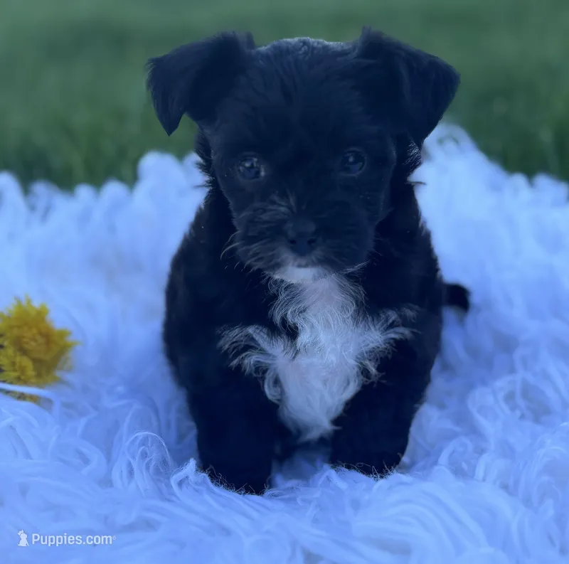 Zoey – Morkie puppy for sale in Rock Stream, NY