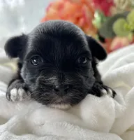 Zoey, a female Morkie for sale in Rock Stream, NY – Photo 2 of 8