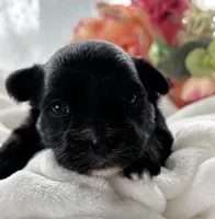 Zoey, a female Morkie for sale in Rock Stream, NY – Photo 5 of 8