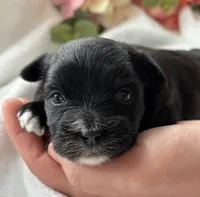 Zoey, a female Morkie for sale in Rock Stream, NY – Photo 6 of 8