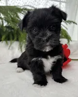 Miss Janie, a female Morkie for sale in Rock Stream, NY – Photo 5 of 10
