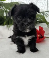 Miss Janie, a female Morkie for sale in Rock Stream, NY – Photo 3 of 10