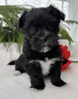 Miss Janie, a female Morkie for sale in Rock Stream, NY – Photo 8 of 10