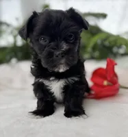 Miss Janie, a female Morkie for sale in Rock Stream, NY – Photo 9 of 10
