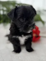 Miss Janie, a female Morkie for sale in Rock Stream, NY – Photo 10 of 10