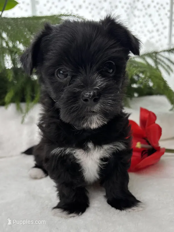 Miss Janie – Morkie puppy for sale in Rock Stream, NY