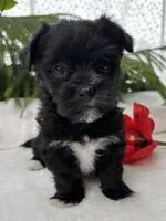 Miss Janie, a female Morkie for sale in Rock Stream, NY – Photo 1 of 10