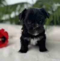 Miss Janie, a female Morkie for sale in Rock Stream, NY – Photo 7 of 10