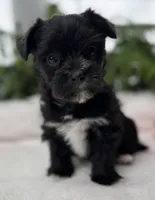 Miss Janie, a female Morkie for sale in Rock Stream, NY – Photo 6 of 10