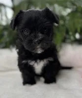 Miss Janie, a female Morkie for sale in Rock Stream, NY – Photo 2 of 10