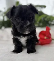 Miss Janie, a female Morkie for sale in Rock Stream, NY – Photo 4 of 10