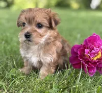 Brookie , a female Morkie for sale in Rock Stream, NY – 4 of 10