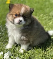 Moppet, a male Pomeranian for sale in Rock Stream, NY – 3 of 10