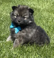Mystery, a male Pomeranian for sale in Rock Stream, NY – 9 of 10