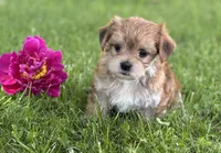 Bryce, a male Morkie for sale in Rock Stream, NY – 3 of 10