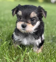 Baby Doll , a female Morkie for sale in Rock Stream, NY – 5 of 10