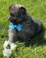 Mystery, a male Pomeranian for sale in Rock Stream, NY – 3 of 10