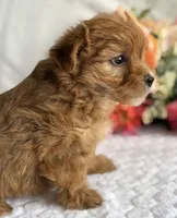 Natalie, a female Morkie for sale in Rock Stream, NY – Photo 2 of 5