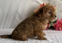 Natalie, a female Morkie for sale in Rock Stream, NY – Photo 4 of 5