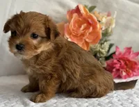 Natalie, a female Morkie for sale in Rock Stream, NY – Photo 5 of 5