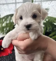 Allison , a female Maltese for sale in Rock Stream, NY – 6 of 10