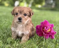 Brookie , a female Morkie for sale in Rock Stream, NY – 2 of 10