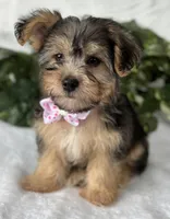 Alexis, a female Morkie for sale in Rock Stream, NY – Photo 3 of 10