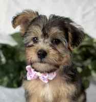 Alexis, a female Morkie for sale in Rock Stream, NY – Photo 2 of 10