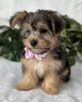 Alexis, a female Morkie for sale in Rock Stream, NY – Photo 4 of 10