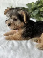 Alexis, a female Morkie for sale in Rock Stream, NY – Photo 5 of 10
