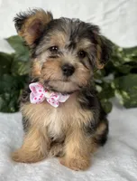 Alexis, a female Morkie for sale in Rock Stream, NY – Photo 6 of 10