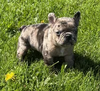 Coconut , a female Frenchton for sale in Rock Stream, NY – 9 of 10