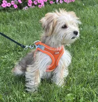 Bradley , a male Morkie for sale in Rock Stream, NY – 3 of 10