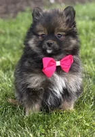 Muffin, a female Pomeranian for sale in Rock Stream, NY – 6 of 10