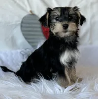 LILY, a female Morkie for sale in Rock Stream, NY – Photo 3 of 7