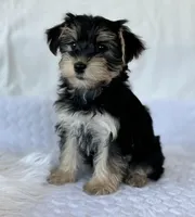 LILY, a female Morkie for sale in Rock Stream, NY – Photo 6 of 7