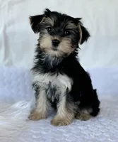 LILY, a female Morkie for sale in Rock Stream, NY – Photo 5 of 7