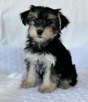 LILY, a female Morkie for sale in Rock Stream, NY – Photo 1 of 7