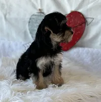 LILY, a female Morkie for sale in Rock Stream, NY – Photo 4 of 7