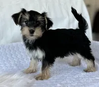 LILY, a female Morkie for sale in Rock Stream, NY – Photo 2 of 7