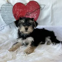 LILY, a female Morkie for sale in Rock Stream, NY – Photo 7 of 7