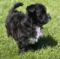 Zoey, a female Morkie for sale in Rock Stream, NY – 4 of 10