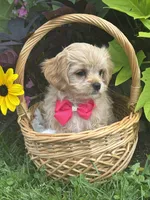Kandy, a female Cavalier King Charles Spaniel and Maltese for sale in Rock Stream, NY – 7 of 9
