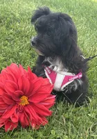 Zoey, a female Morkie for sale in Rock Stream, NY – 8 of 10