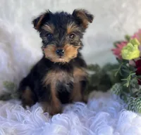 DR Pepper , a male Yorkshire Terrier for sale in Rock Stream, NY – 1 of 10