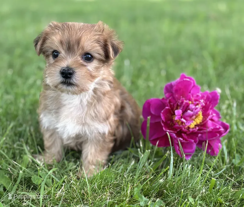 Brookie  – Morkie puppy for sale in Rock Stream, NY