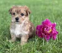 Brookie , a female Morkie for sale in Rock Stream, NY – 1 of 10