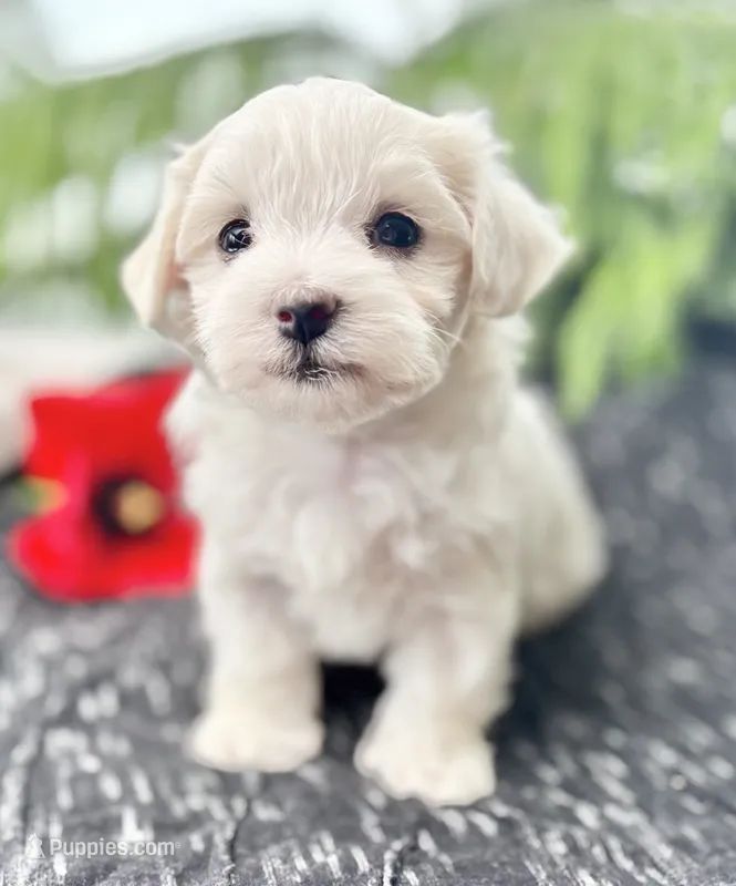 Allison  – Maltese puppy for sale in Rock Stream, NY