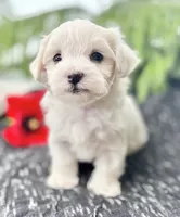 Allison , a female Maltese for sale in Rock Stream, NY – 1 of 10